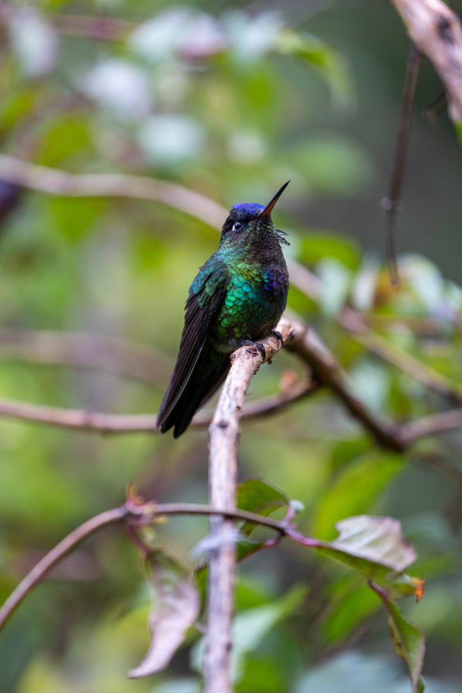 Hummingbird, cloud forest