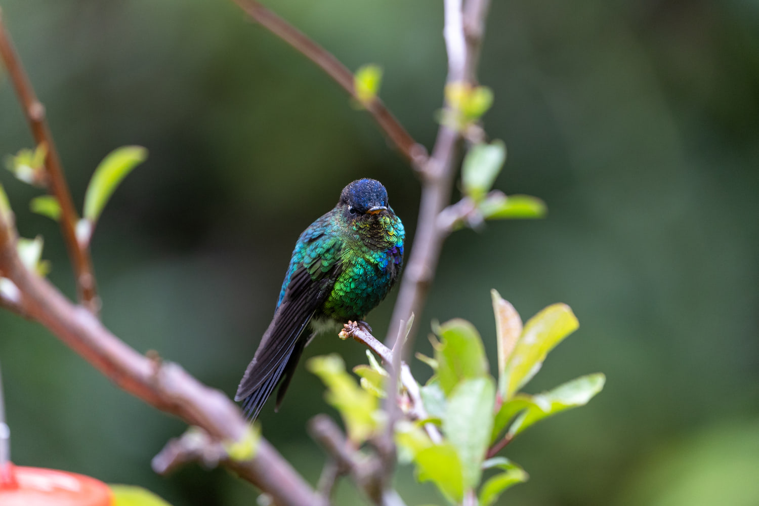Hummingbird, cloud forest