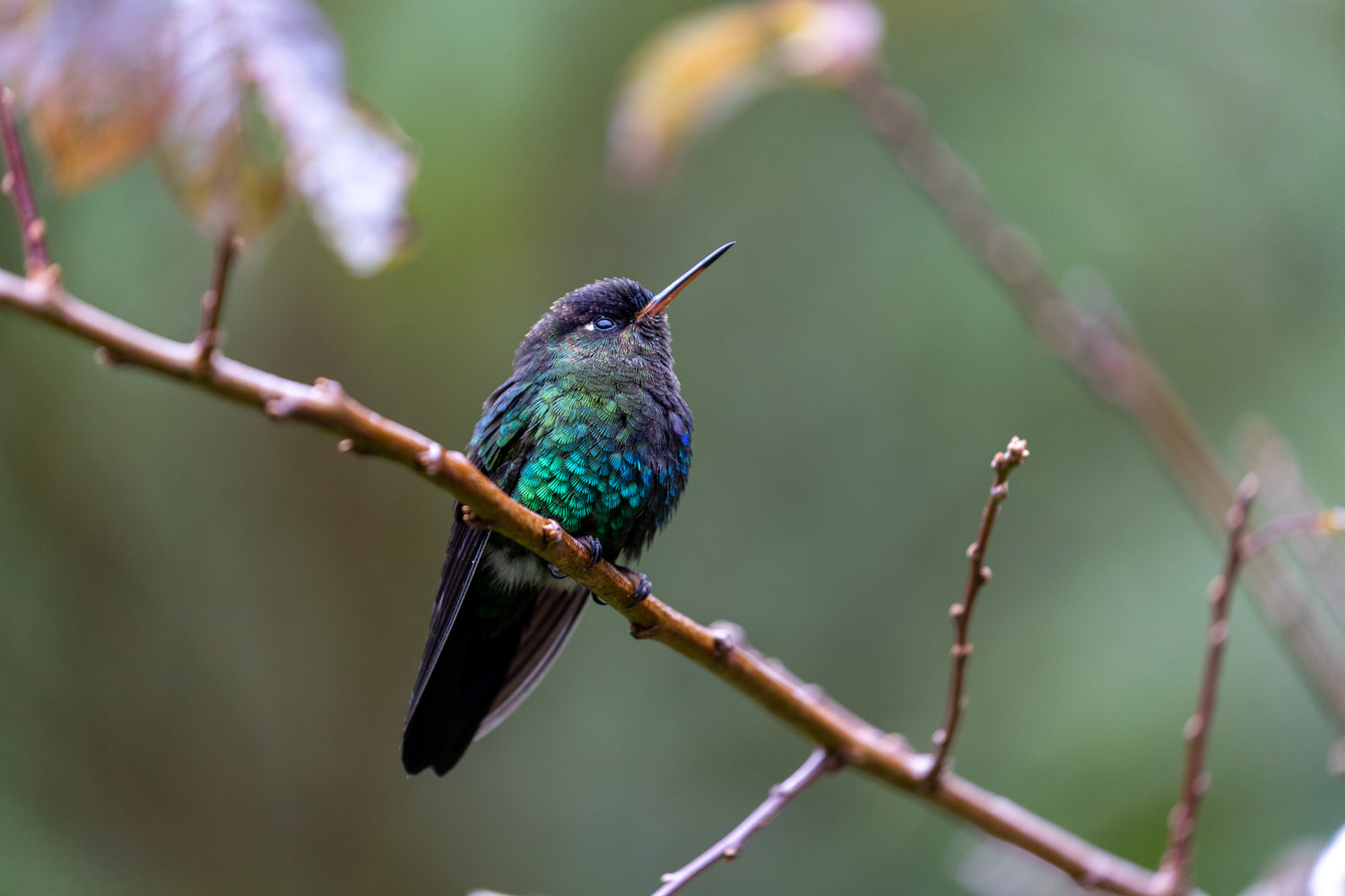 Hummingbird, cloud forest