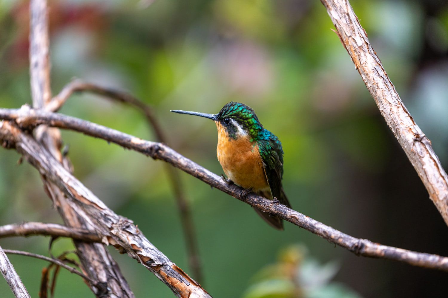 Hummingbird, cloud forest
