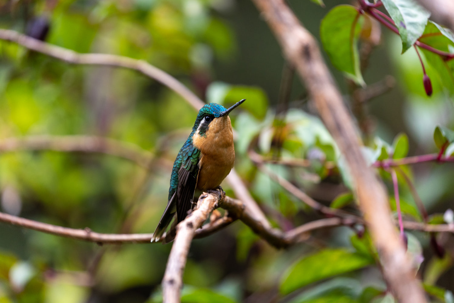Hummingbird, cloud forest