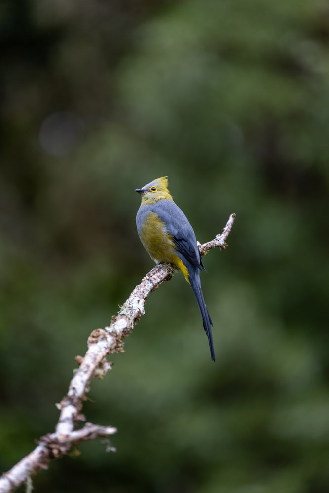 Long-tailed silky-flycatcher