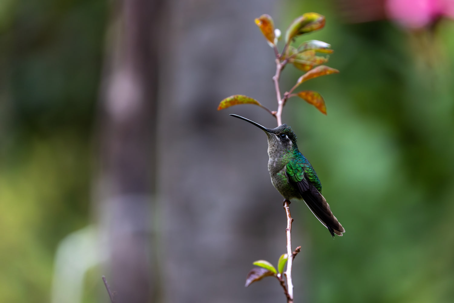 Hummingbird, cloud forest