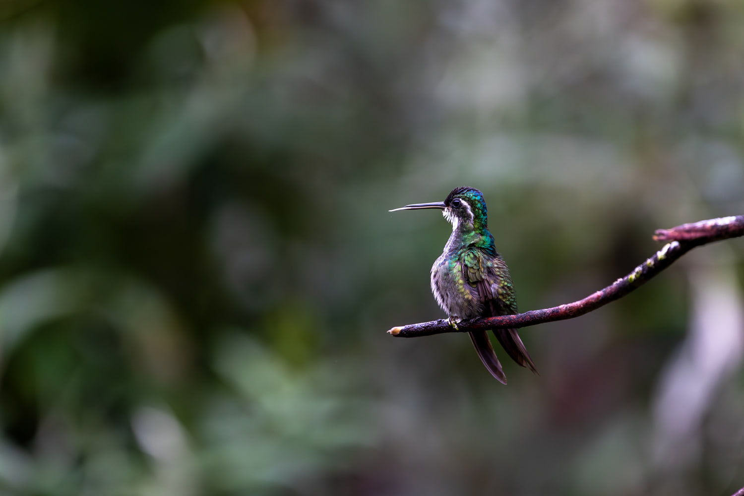 Hummingbird, cloud forest