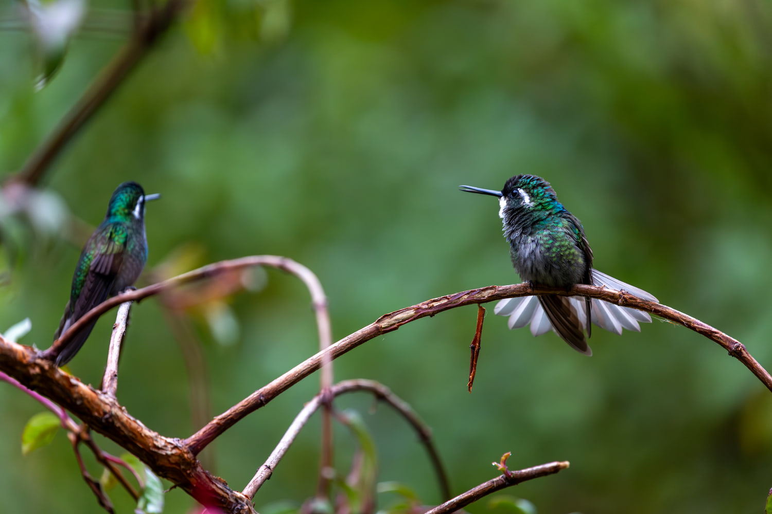 Hummingbird, cloud forest