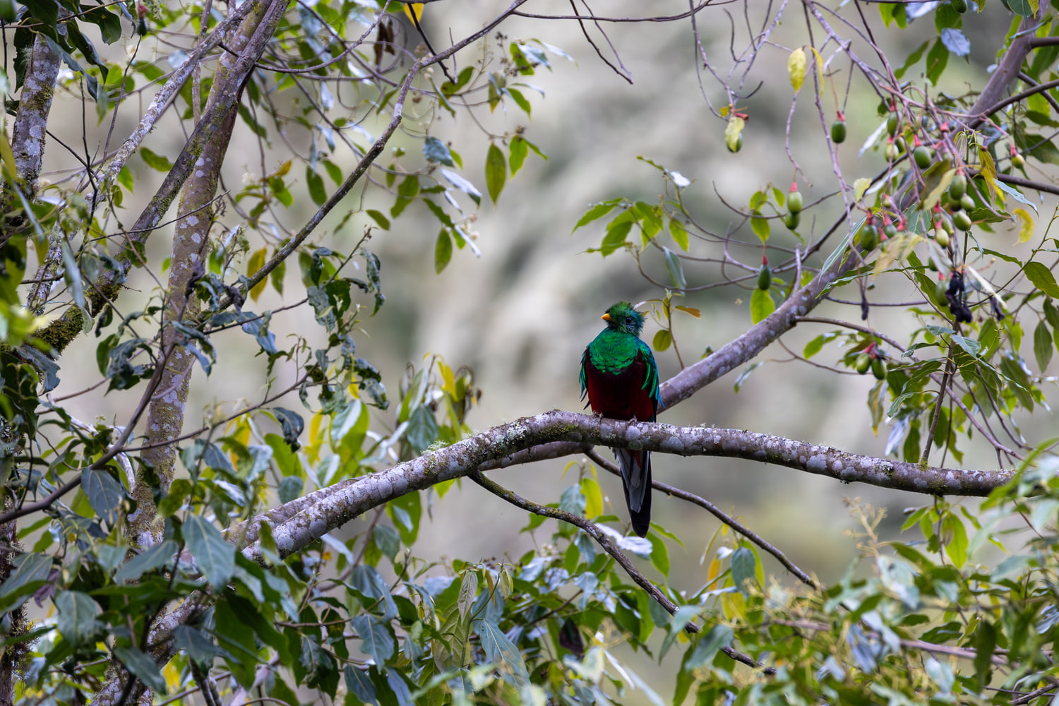 Resplendent quetzal