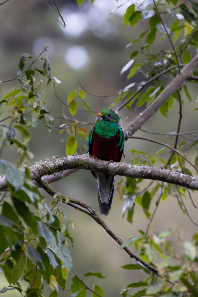 Resplendent quetzal