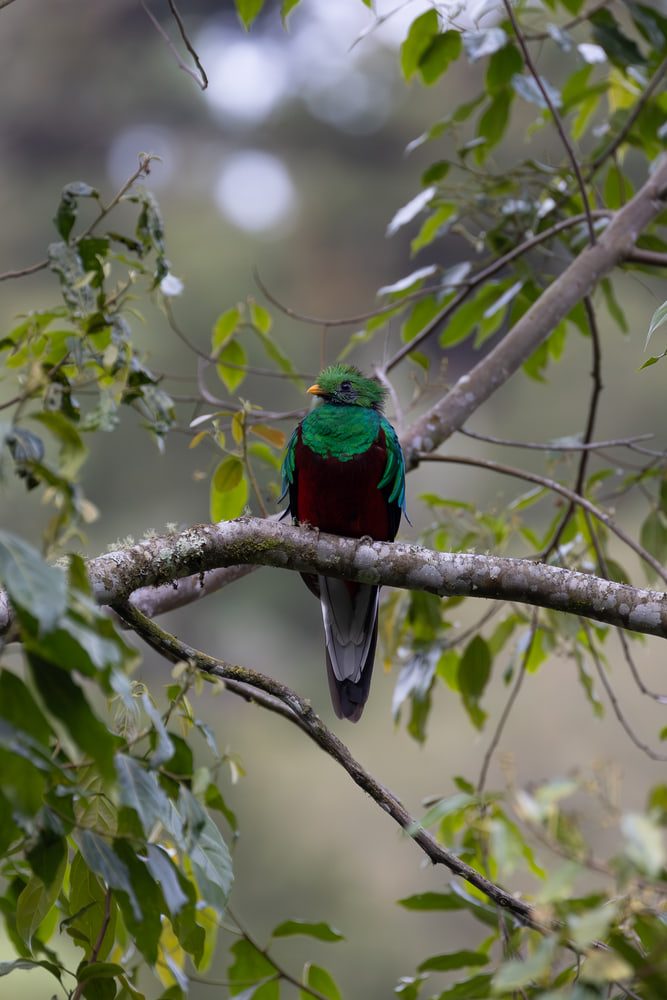 Resplendent quetzal
