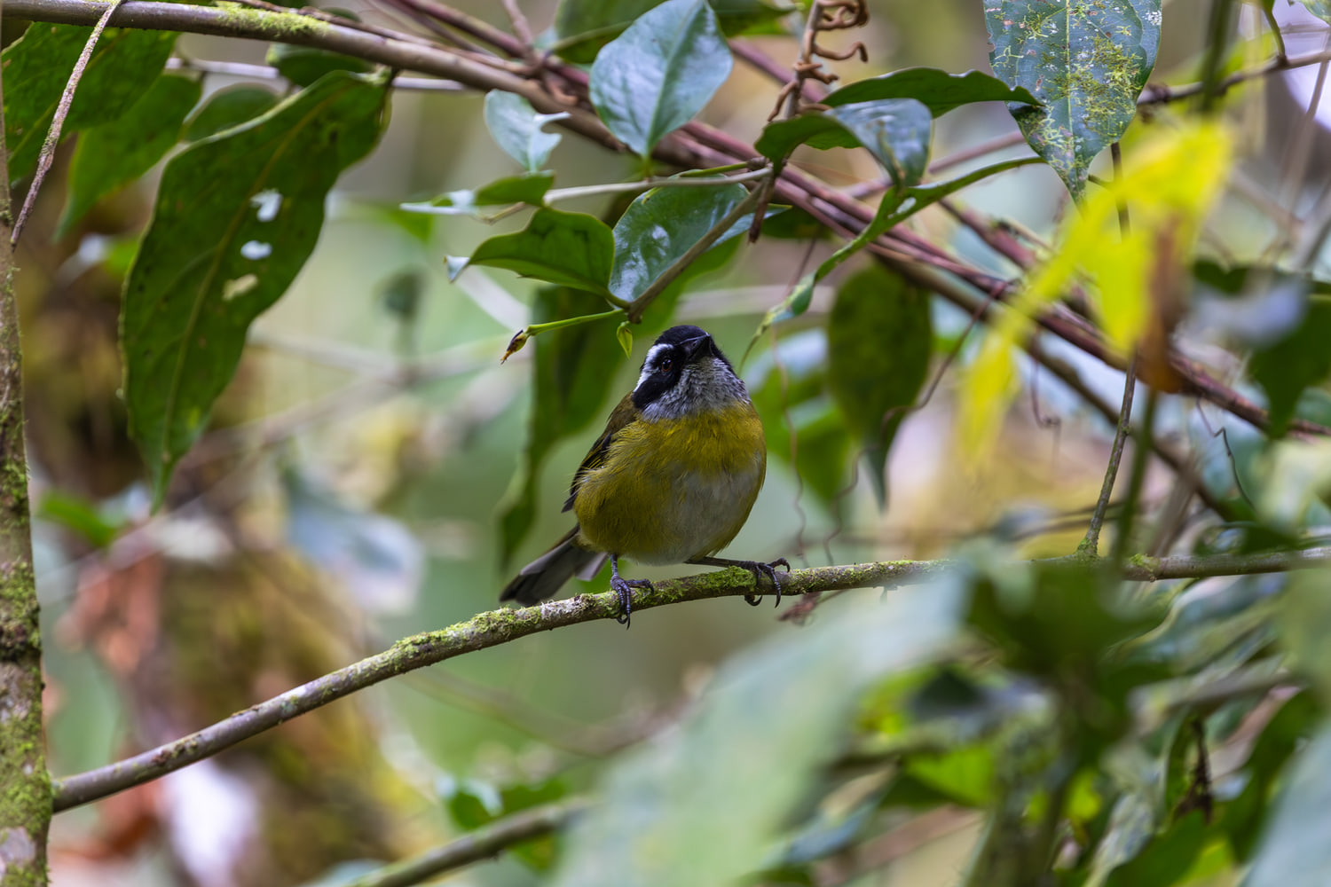 Costa Rica