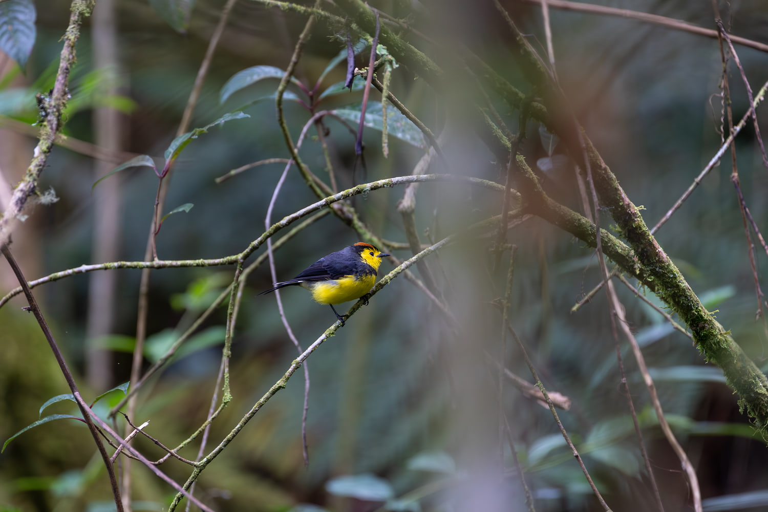 Costa Rica