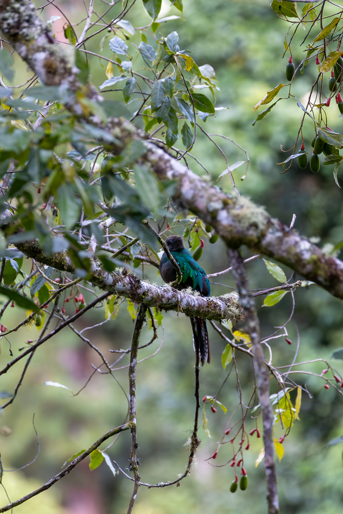 Resplendent quetzal