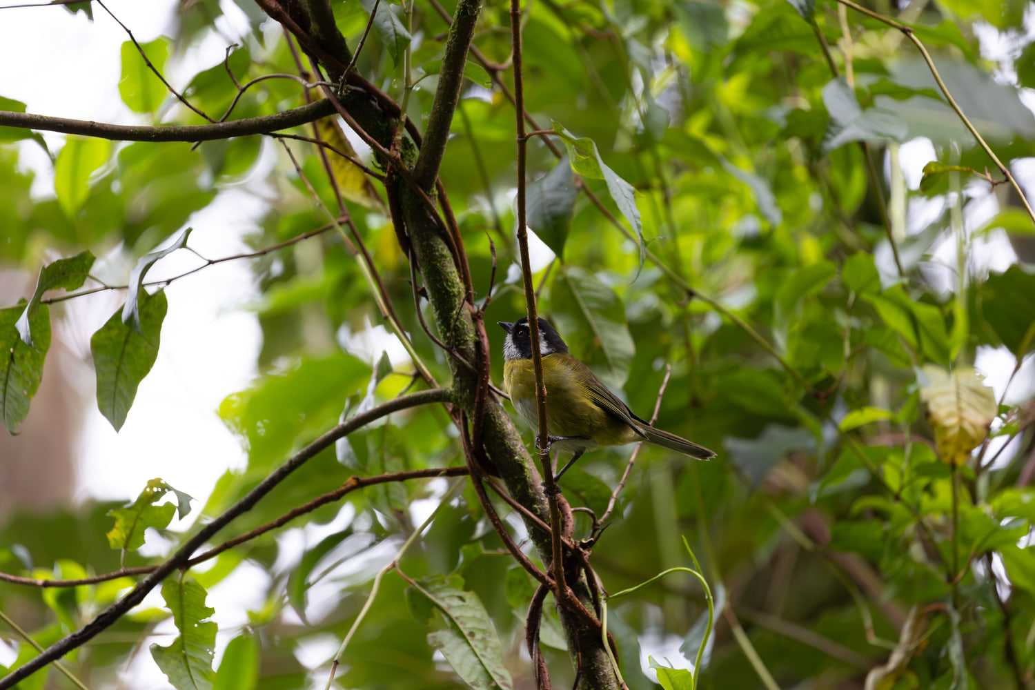 Costa Rica