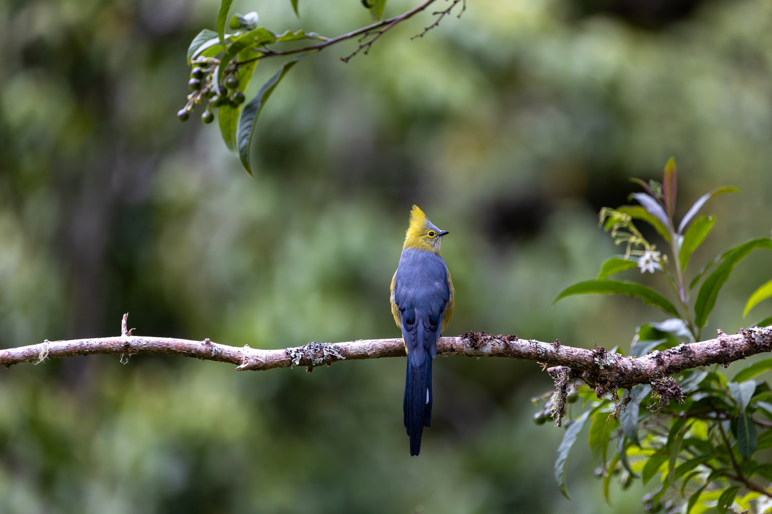 Long-tailed silky-flycatcher