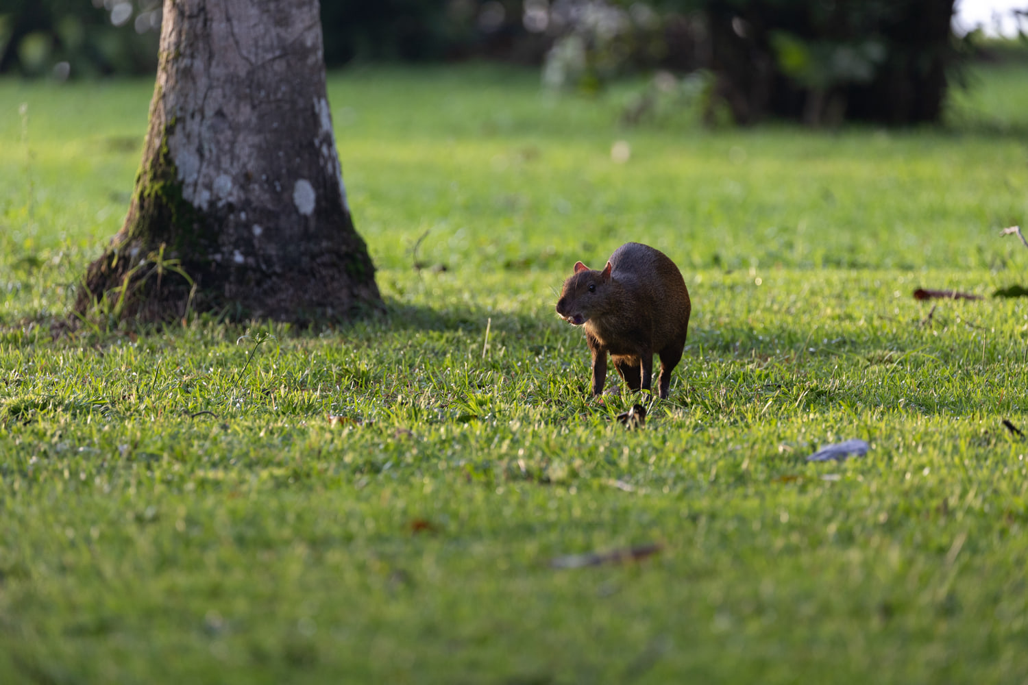Agouti
