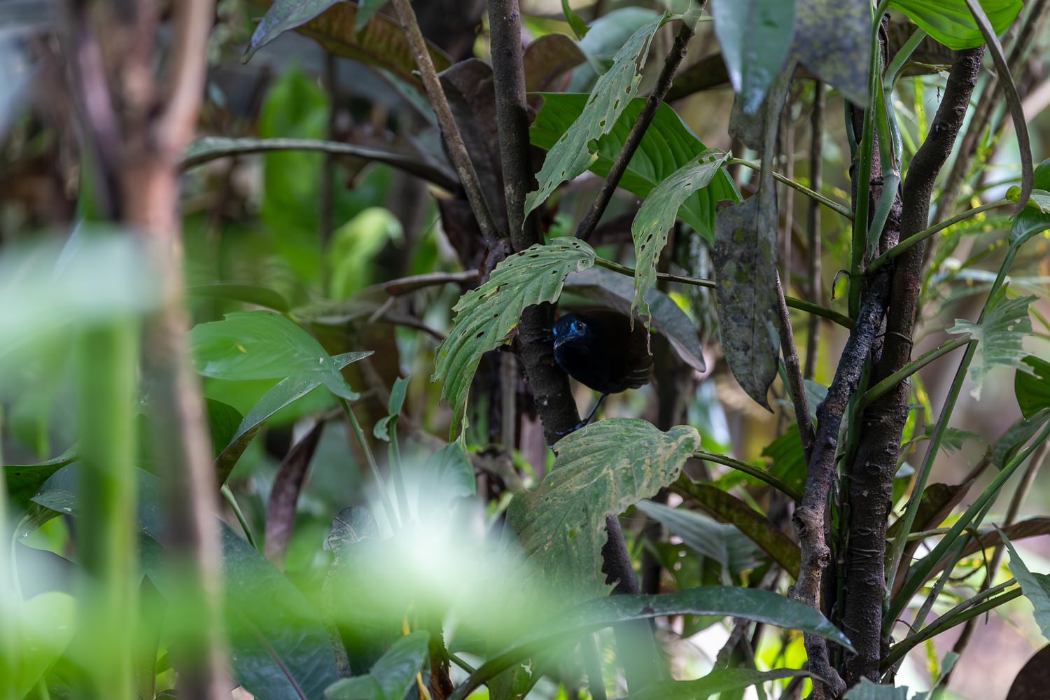 Costa Rica