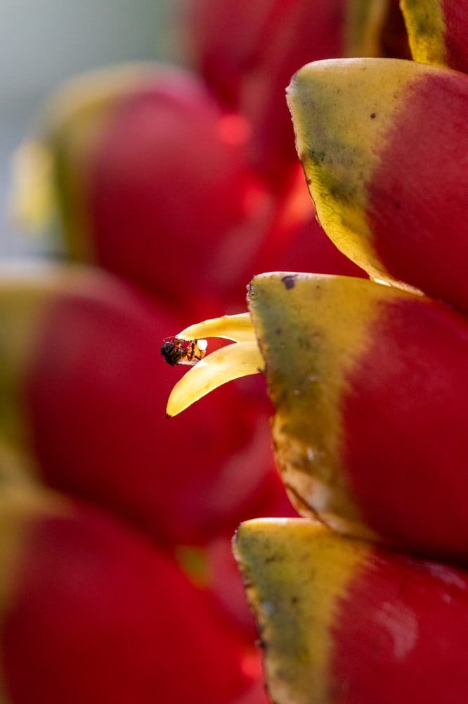 Heliconia