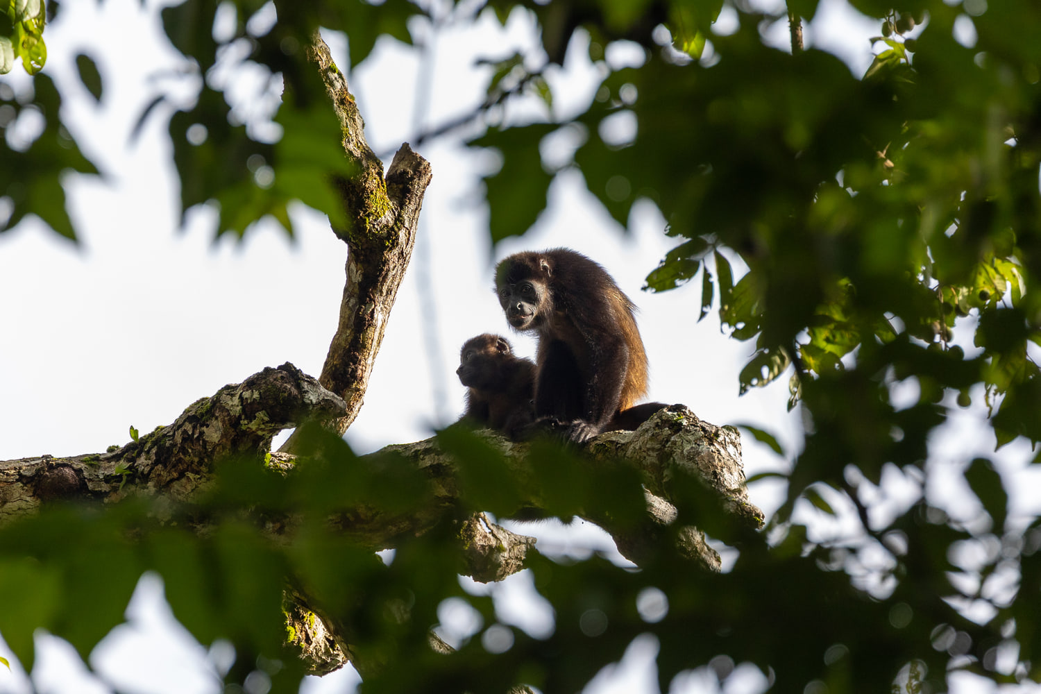 Mantled howler monkey