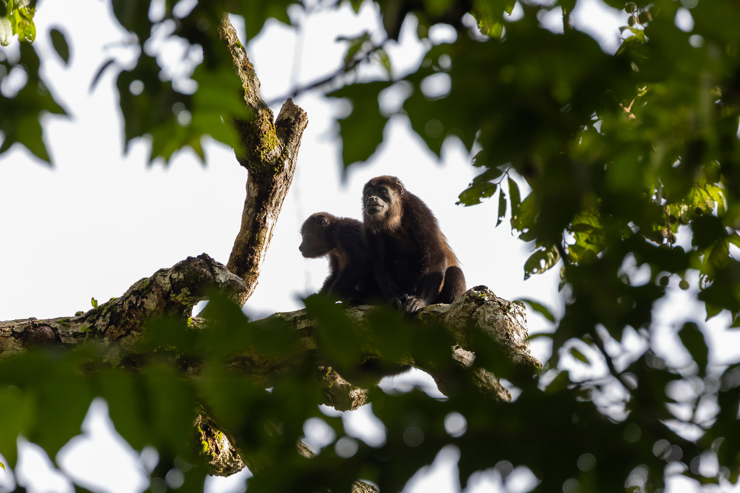 Mantled howler monkey