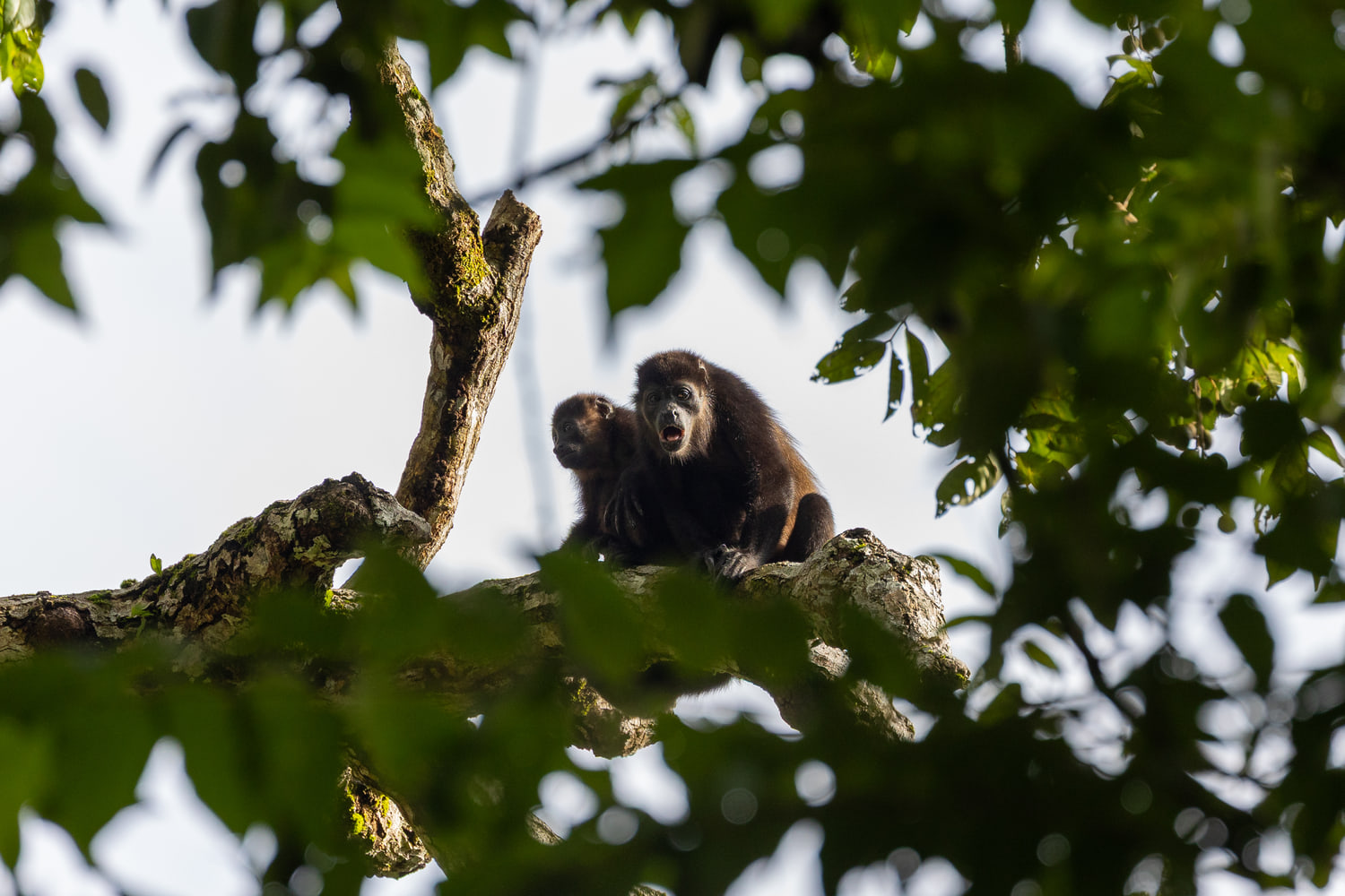 Mantled howler monkey