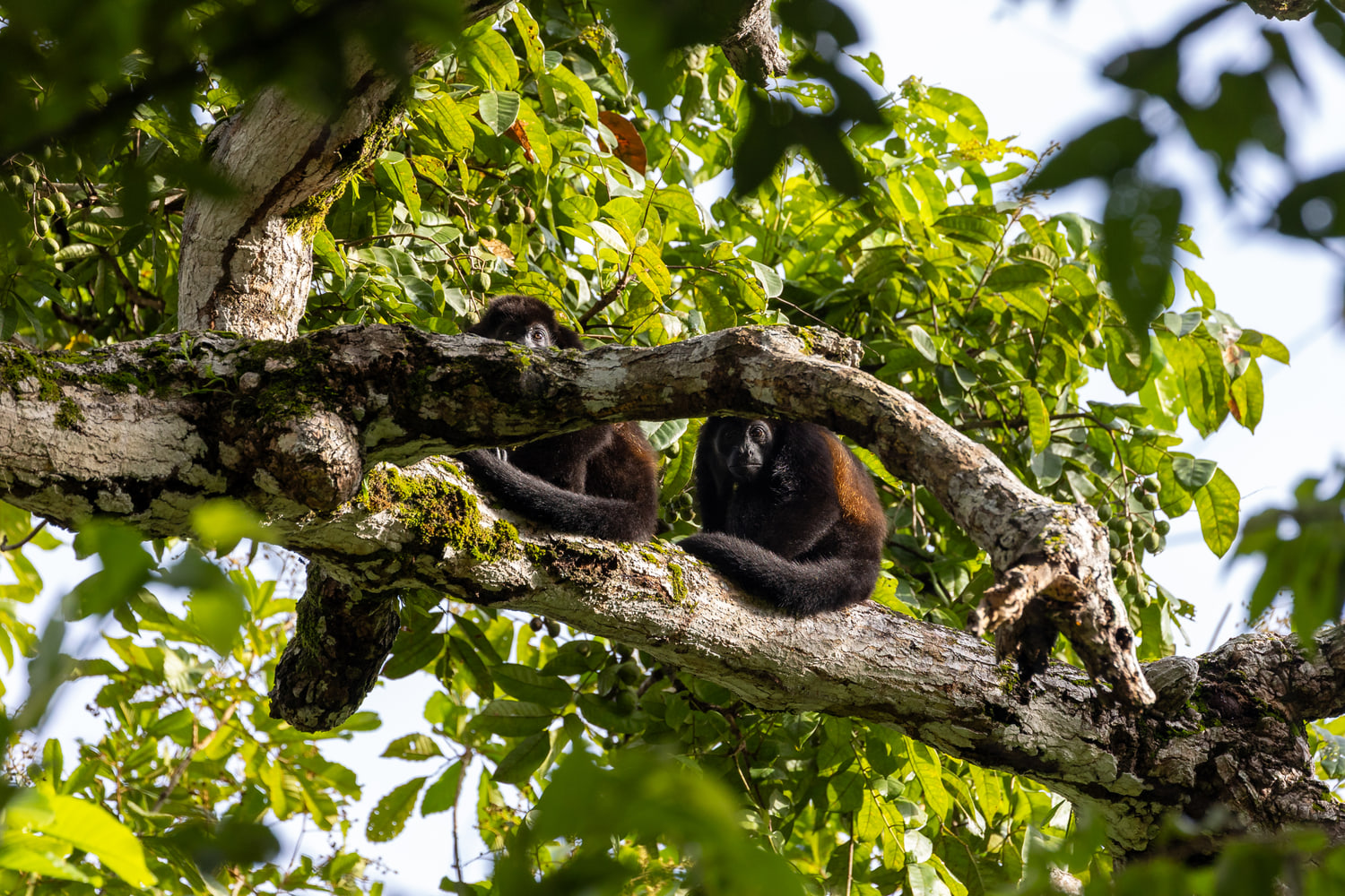Mantled howler monkey