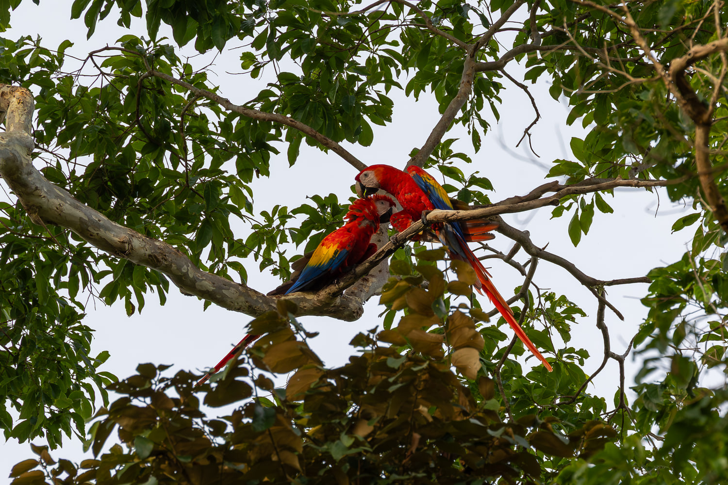 Scarlet macaw