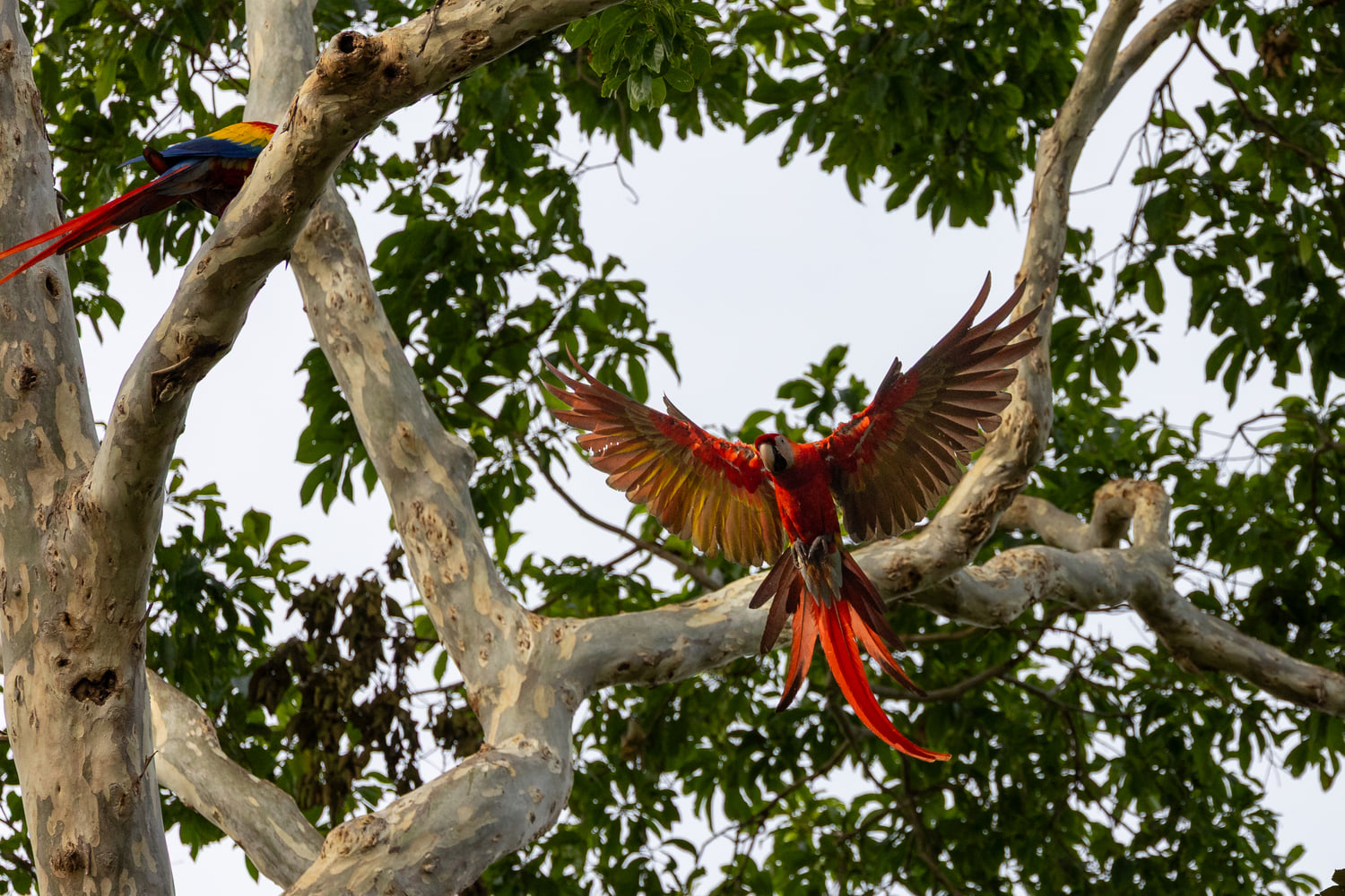 Scarlet macaws in flight