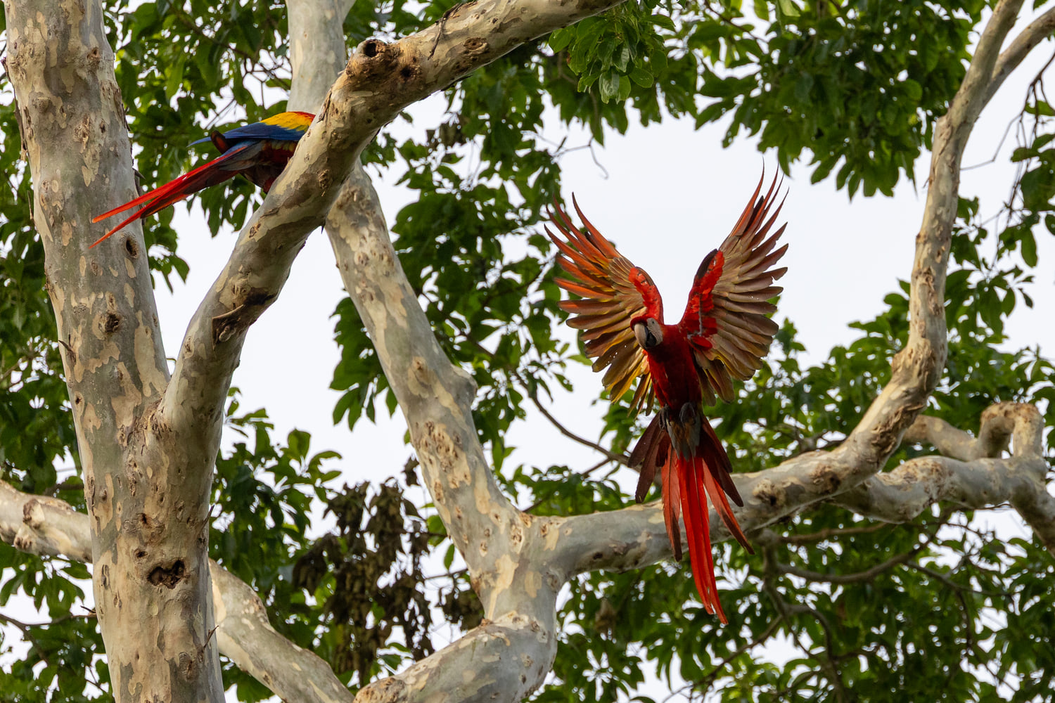 Scarlet macaws in flight