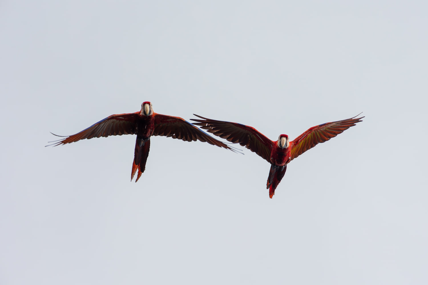 Scarlet macaws in flight