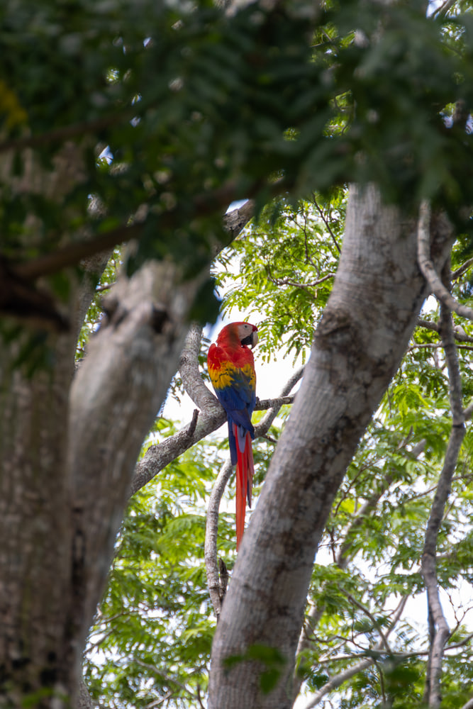 Scarlet macaw