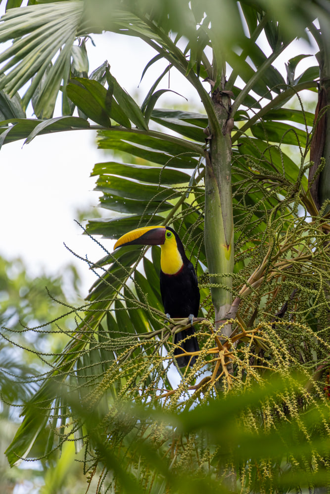 Yellow-throated toucan