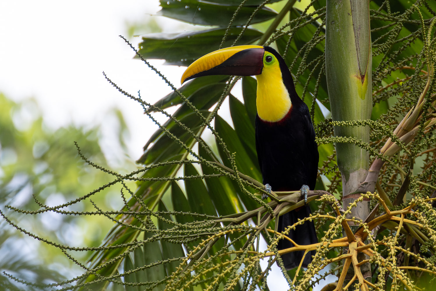 Yellow-throated toucan