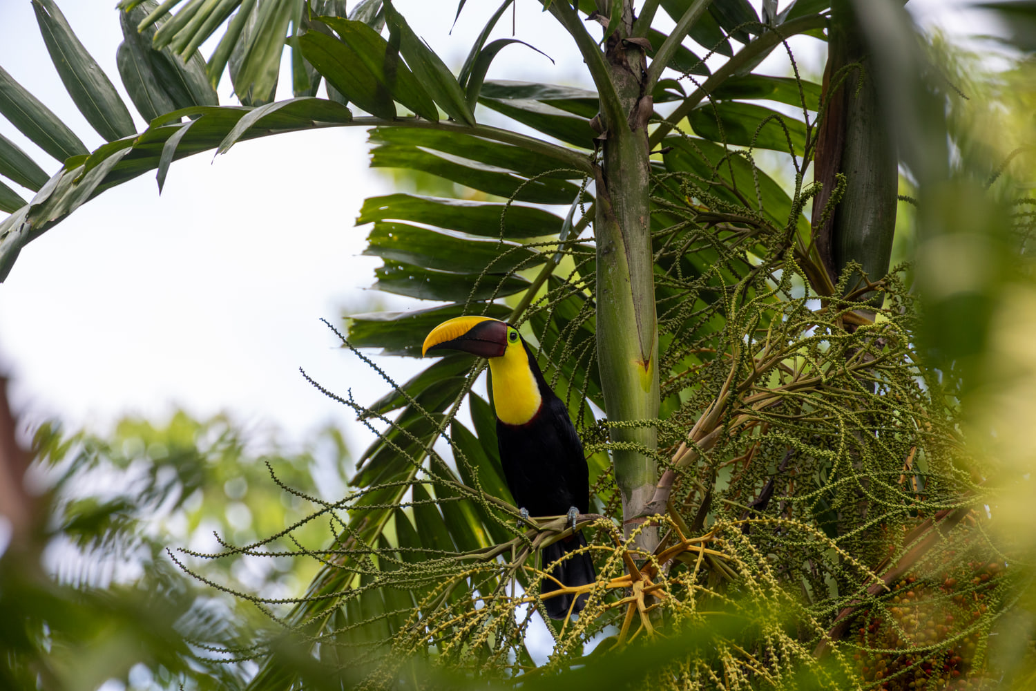Yellow-throated toucan