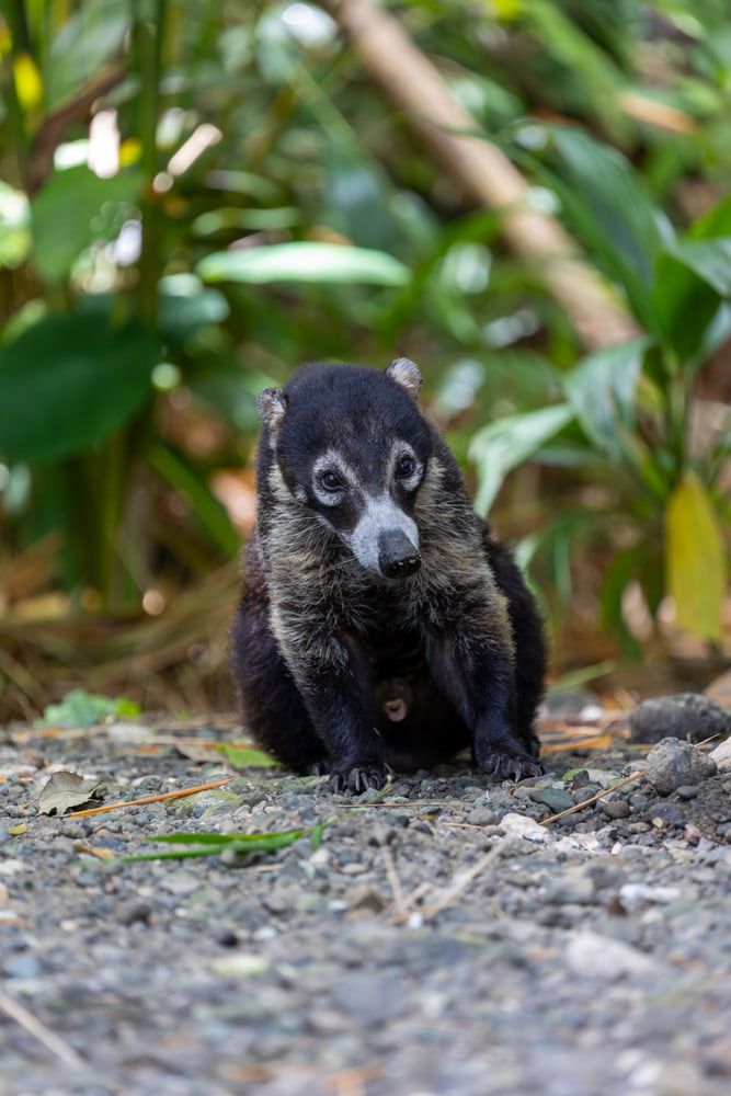 Coati
