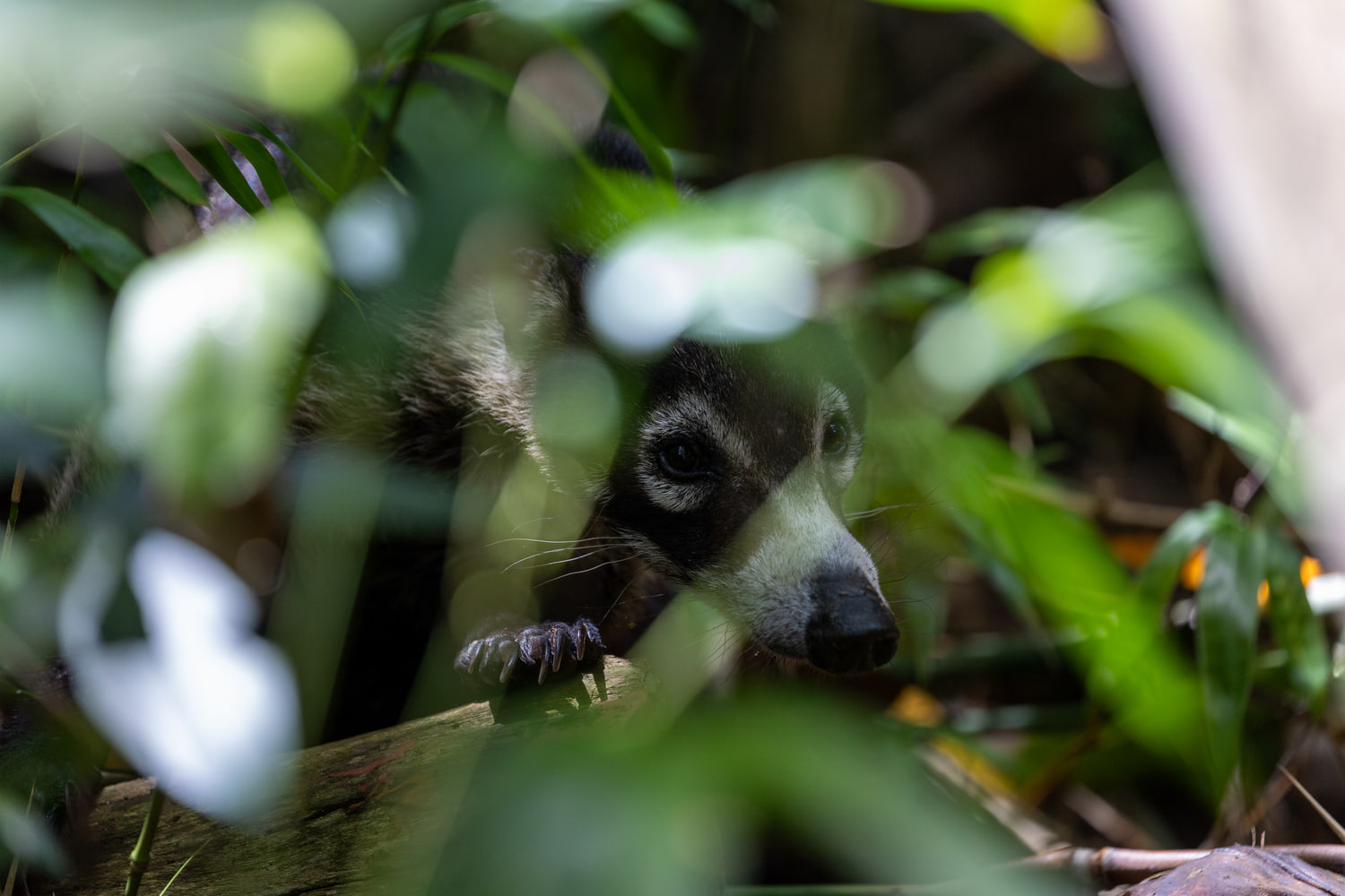 Coati