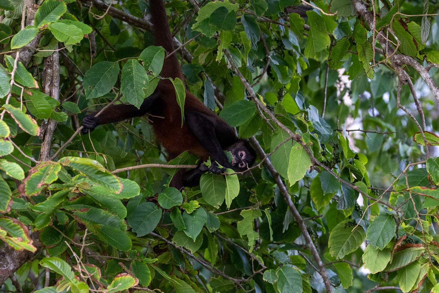 Spider monkey