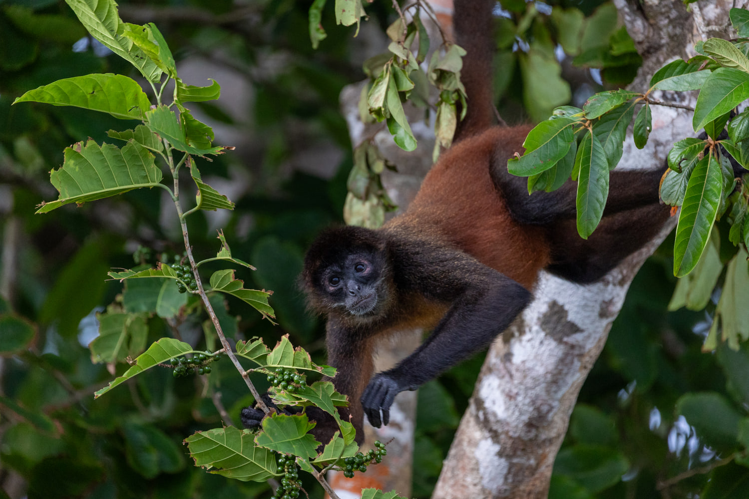 Spider monkey