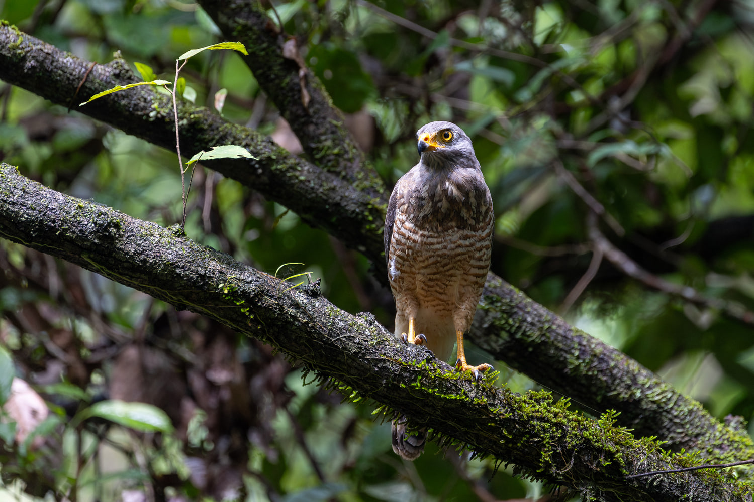 Roadside hawk