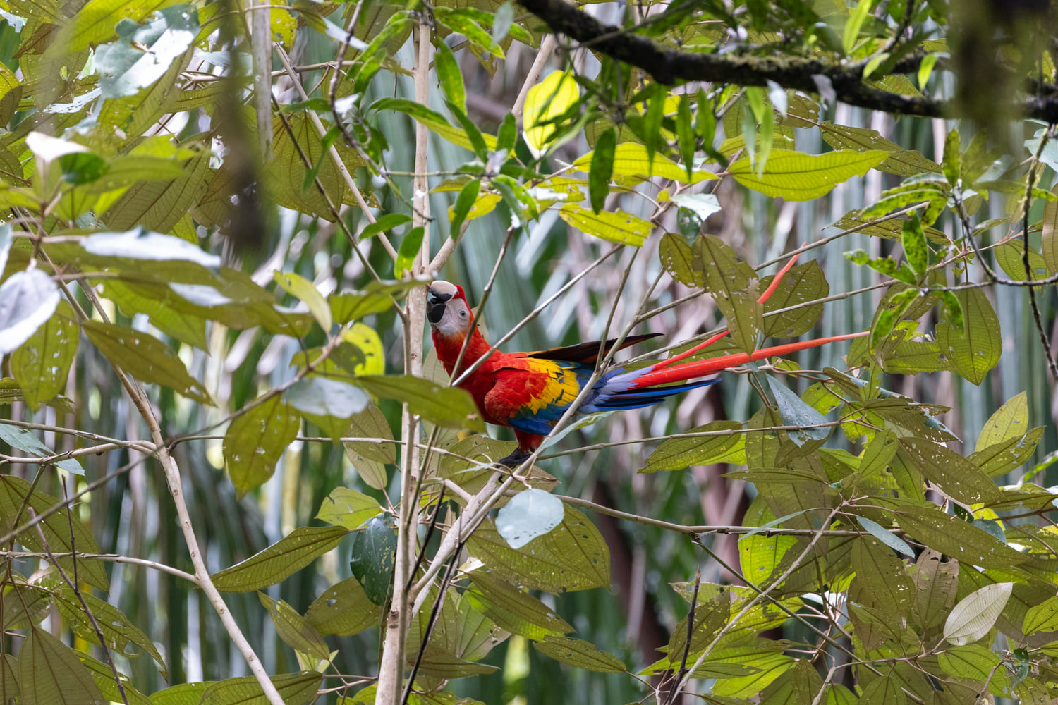 Scarlet macaw