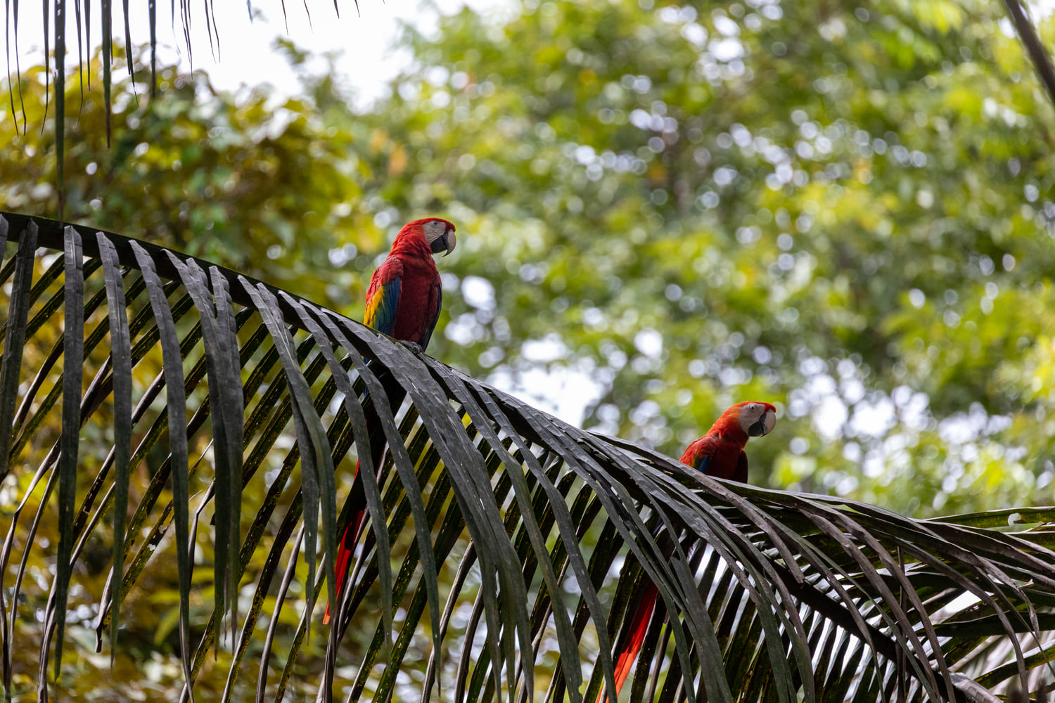 Scarlet macaws