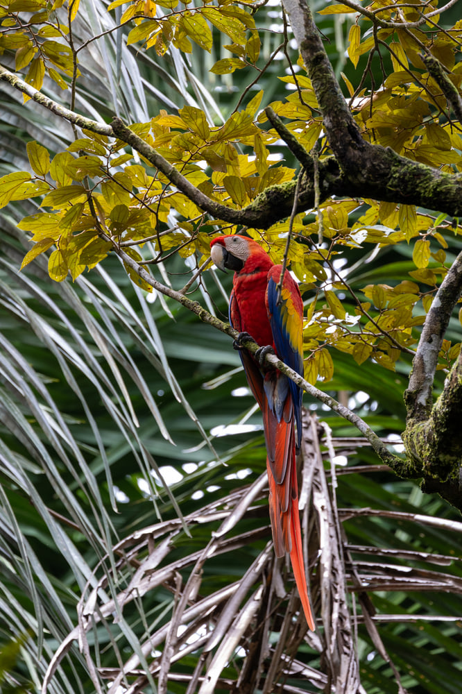 Scarlet macaw