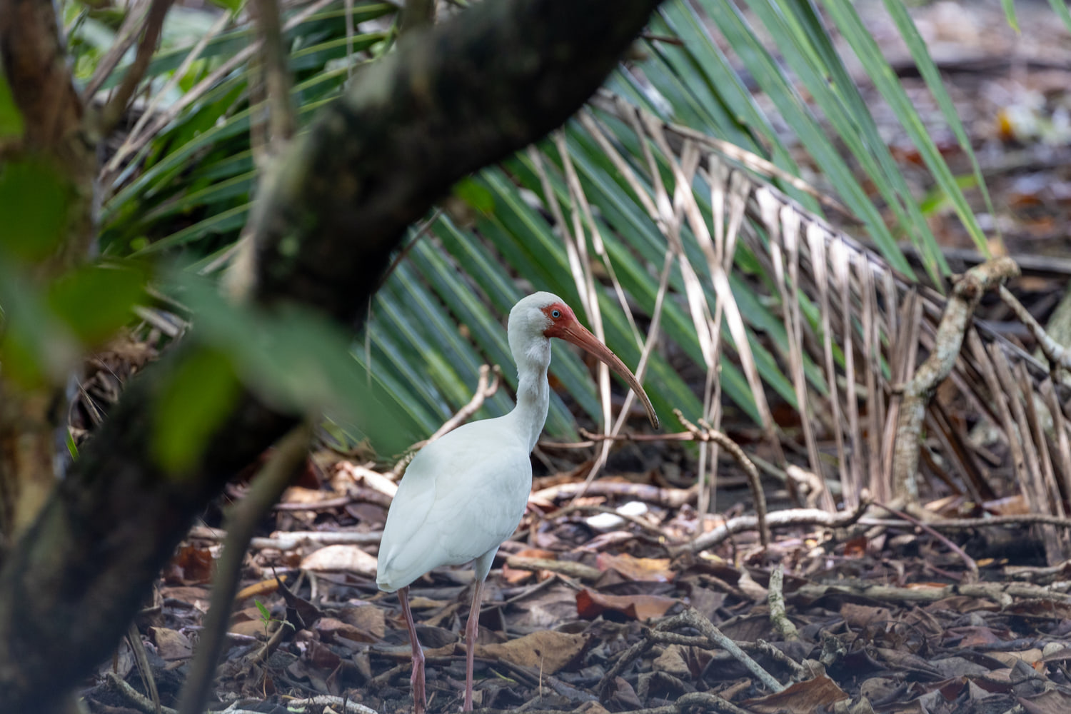 White ibis