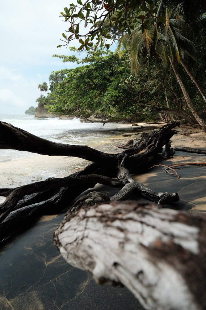 Caribbean coast