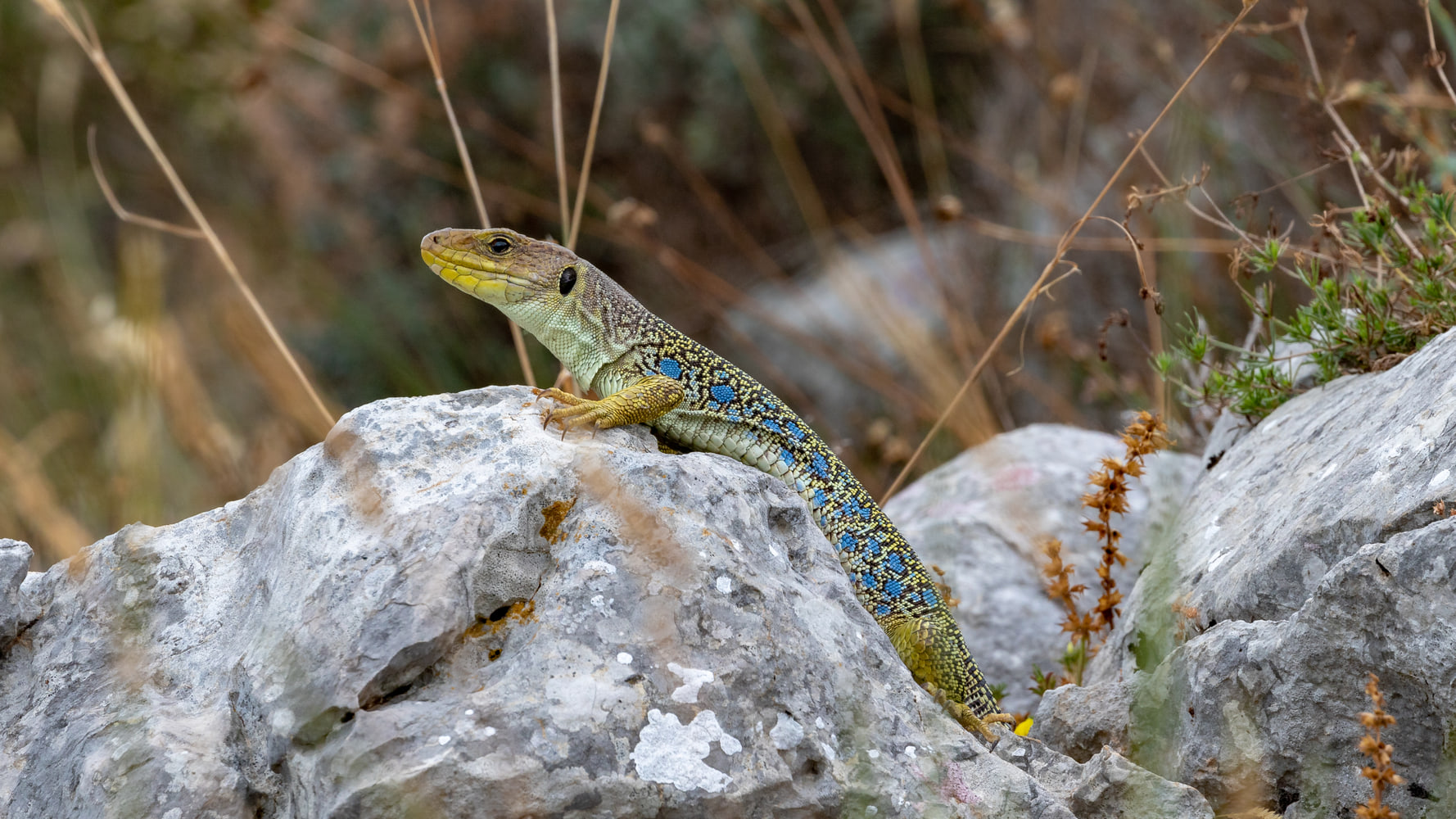 Ocellated lizard