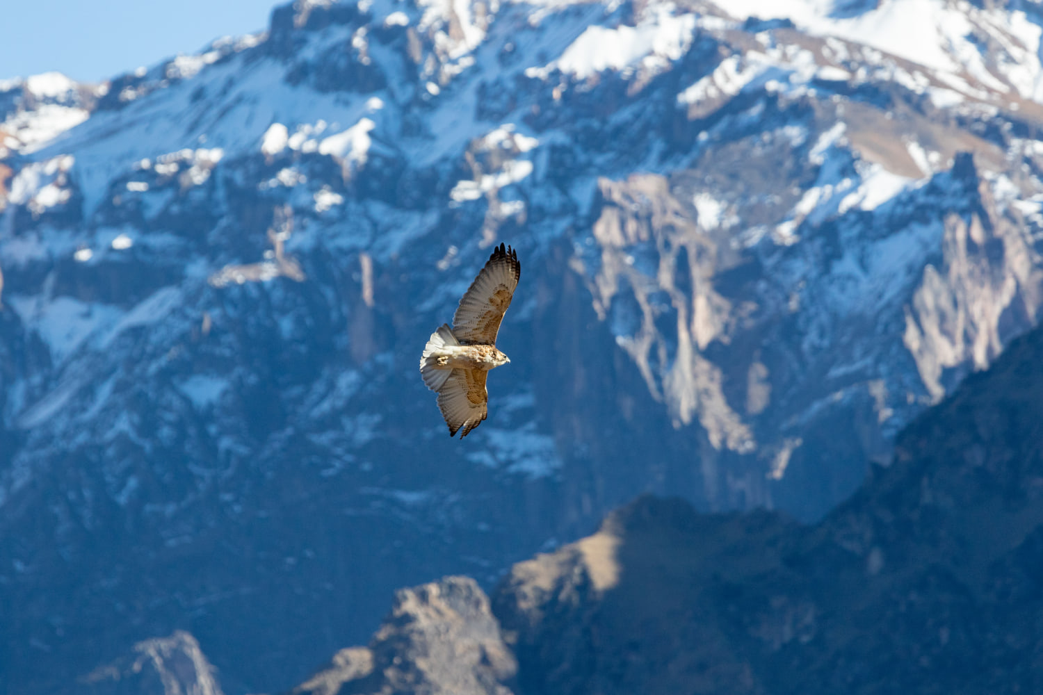 Bird of prey, Colca Canyon, Peru