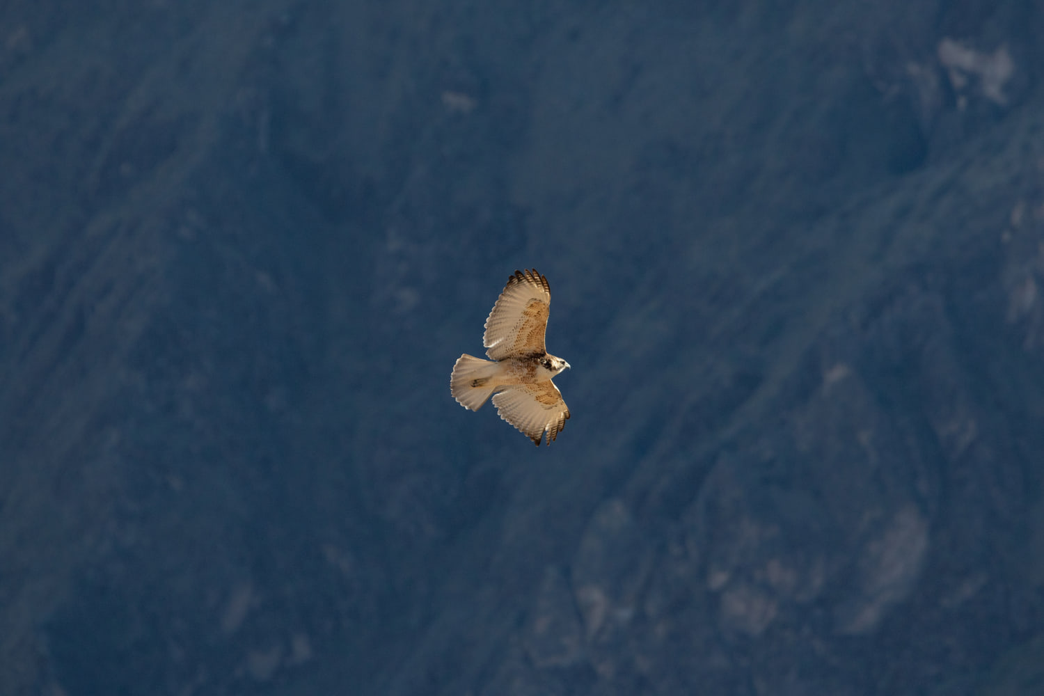 Bird of prey, Colca Canyon, Peru
