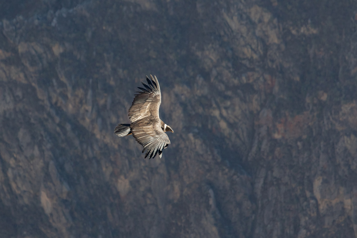Andean condor, Colca Canyon