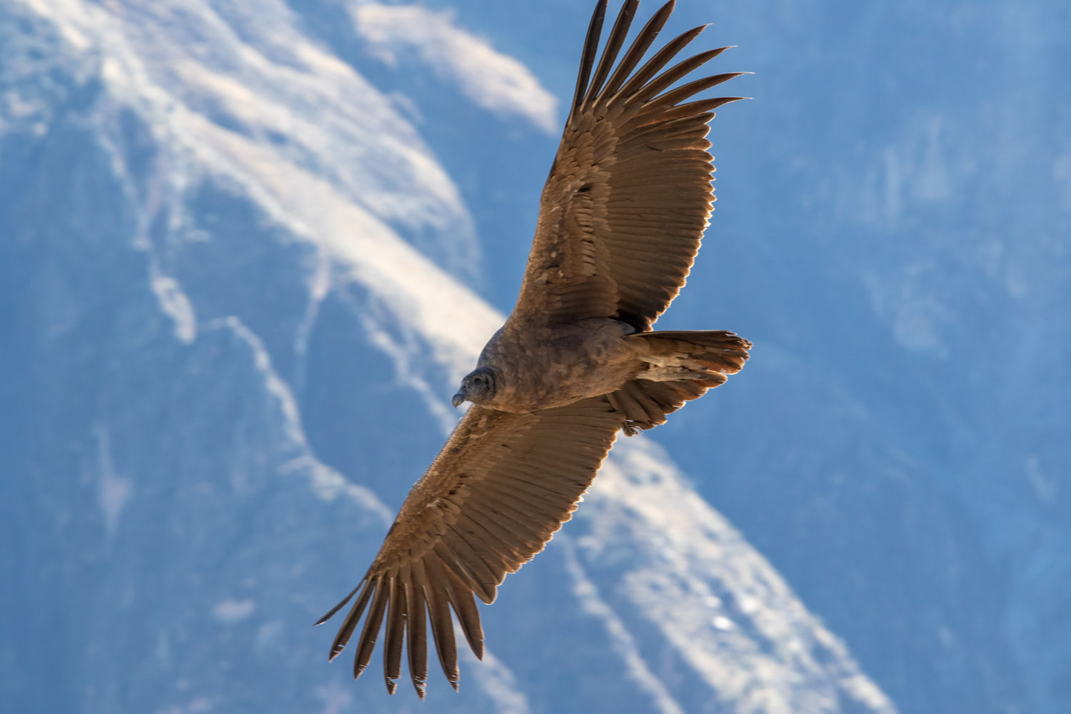 Andean condor, Colca Canyon