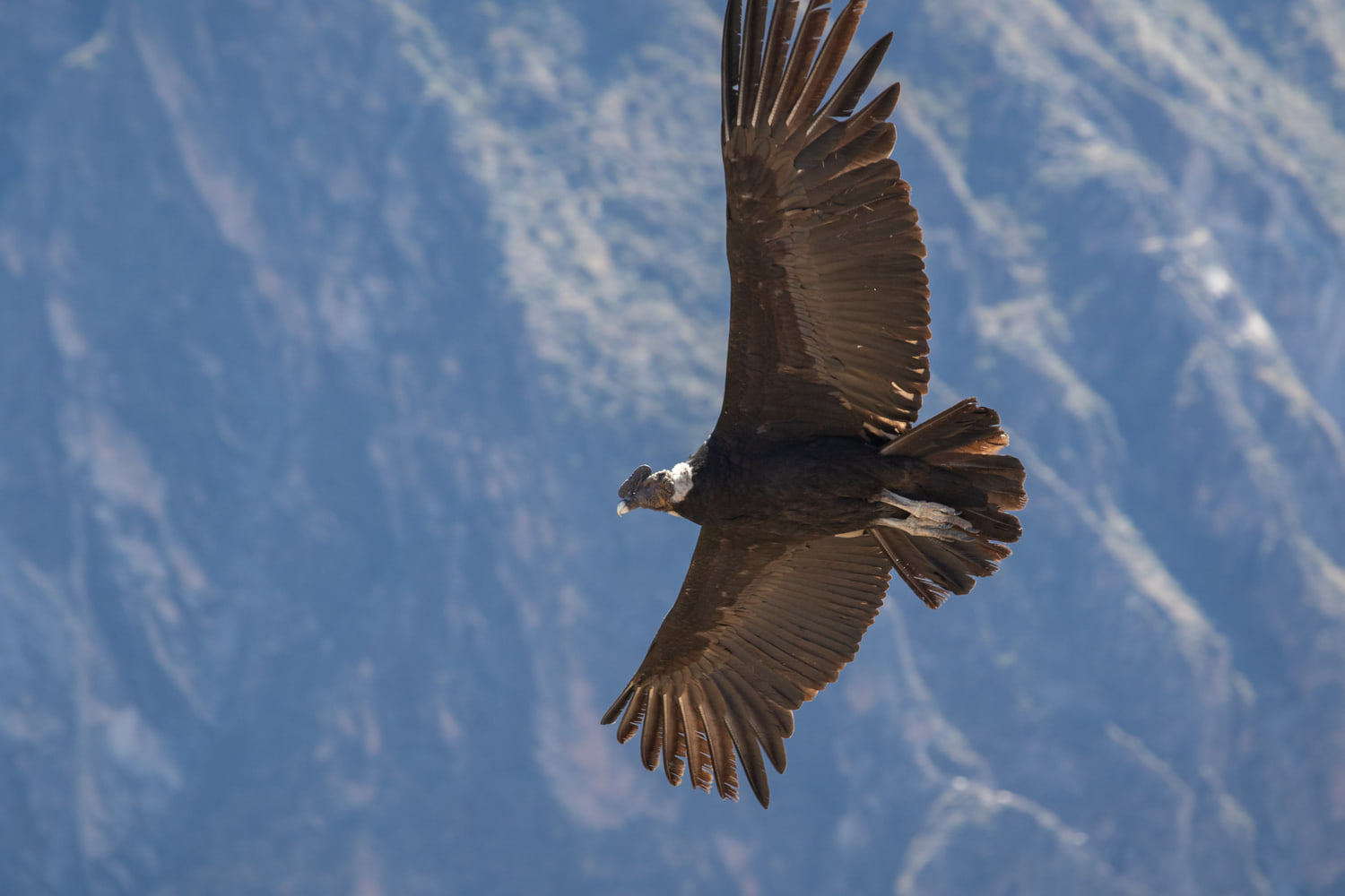 Andean condor, Colca Canyon
