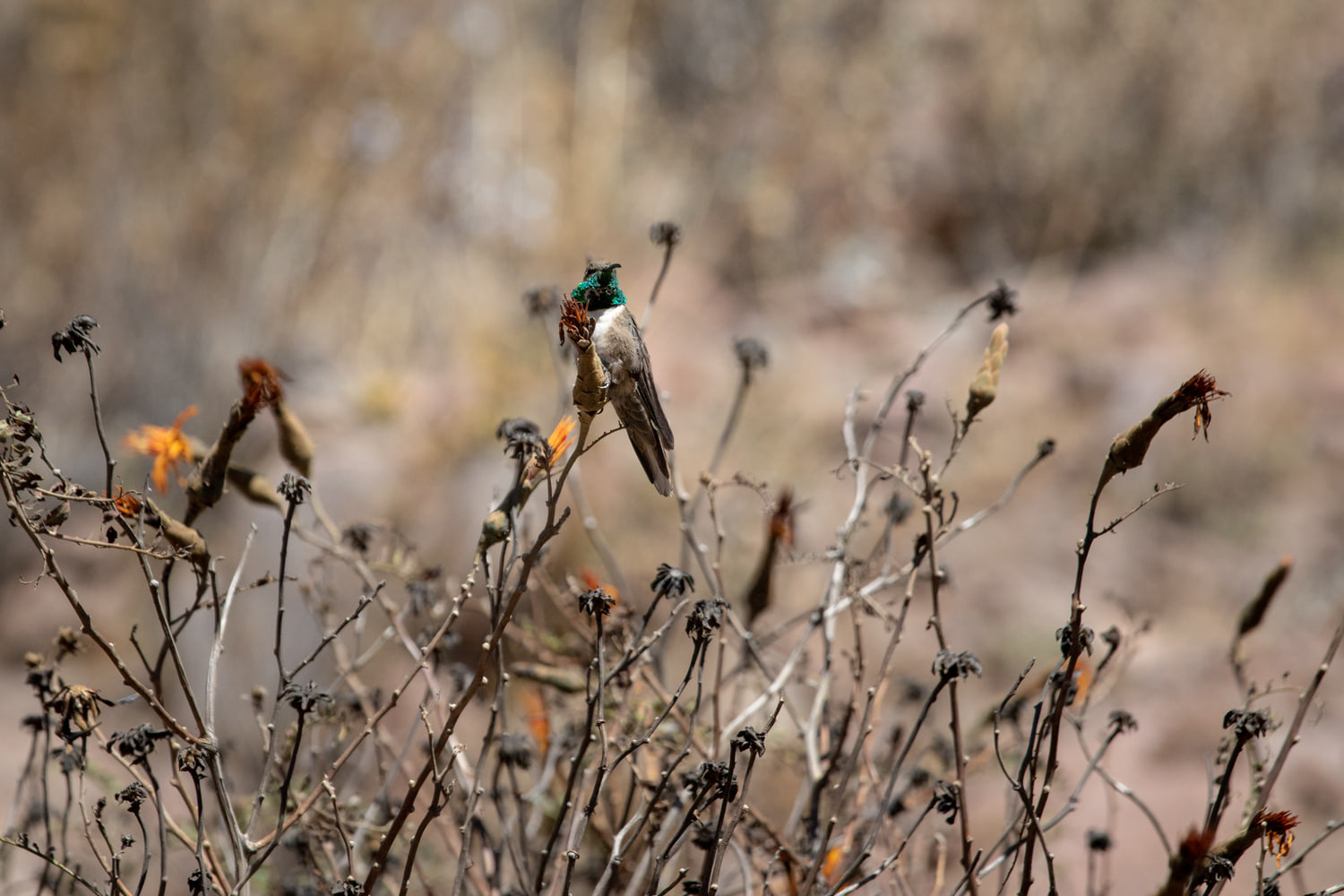 Hummingbird, Peru
