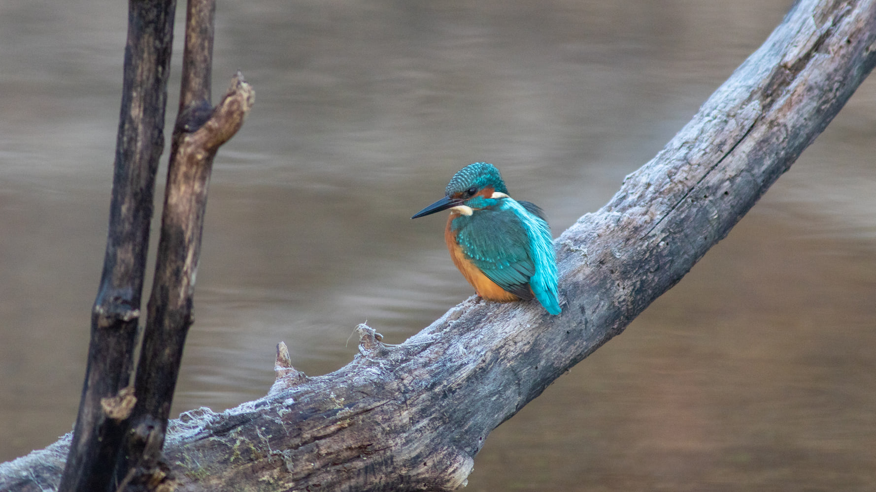 Common kingfisher
